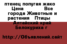 птенец попугая жако  › Цена ­ 60 000 - Все города Животные и растения » Птицы   . Алтайский край,Белокуриха г.